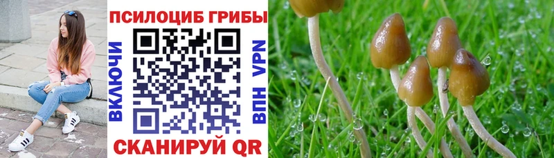Галлюциногенные грибы Psilocybine cubensis  магазин  наркотиков  Чебоксары 